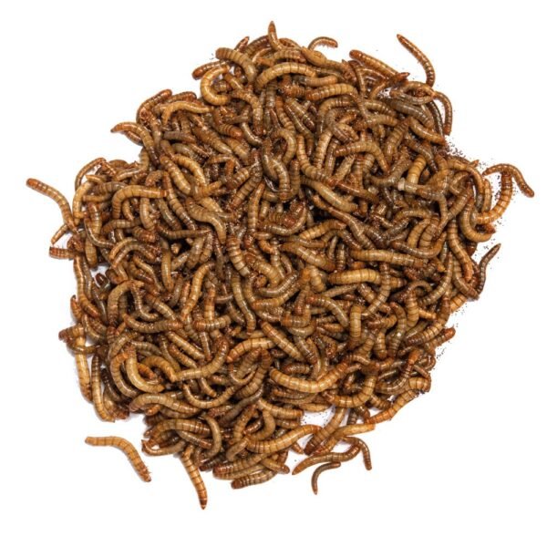 TAKE ME BAITS CAMOLE FARINA