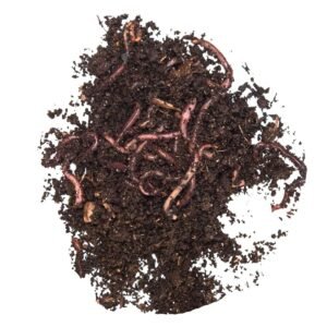 TAKE ME BAITS LOMBRICHI GARA