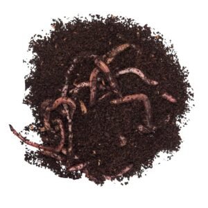 TAKE ME BAITS LOMBRICHI GIGANTI